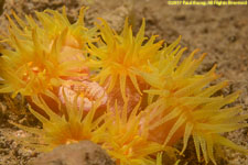 tubastrea coral closeup
